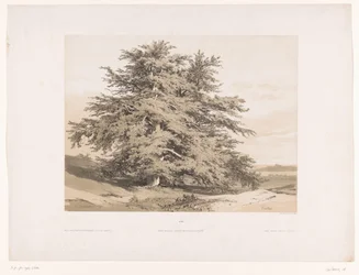 Landschaft mit Zedern