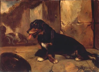 Basset-Hund
