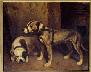 Schottischer Bulldogge und Terrier