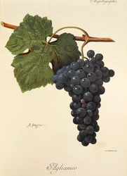 Aglianico-Traube
