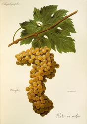 Coda di Volpe-Traube von A. Kreyder