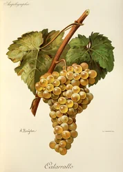 Fiano Traube von A. Kreyder