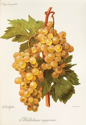 Madeleine Angevine-Traube