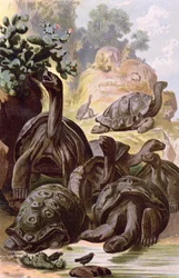 Riesenschildkröten von den Galapagos-Inseln, aus einem naturhistorischen Buch, 1887