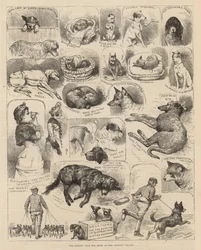 Die Hundeschau des Kennel Clubs im Crystal Palace