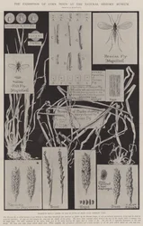 Die Ausstellung von Kornschädlingen im Naturhistorischen Museum