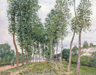 Die Pappelallee entlang der Ufer des Loing