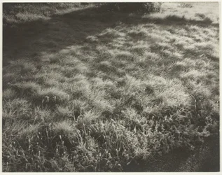 Gras und Frost
