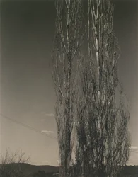 Die zwei Pappeln, Lake George