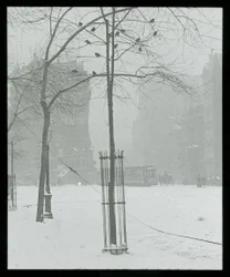 Baum im Schnee, New York City