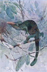 Afrikanisches Chamäleon, Illustration aus 