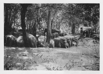 Elefanten-Kraaling in Ceylon an einem Wasserloch innerhalb des Geheges, ca. 1890, 1910