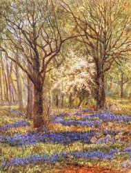 New Forest: Glockenblumen im Eichenwald, Mai