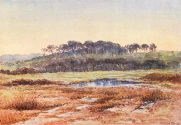 New Forest: Von Denny Wood, Blick Richtung Wood Fidley, Dezembernachmittag