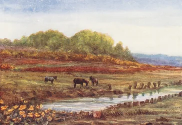 New Forest: Matley Wood und Moor, von Matley Passage