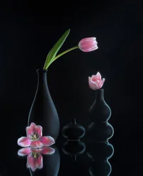 Elegante Tulpenspiegelungen