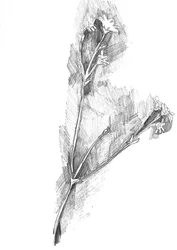 Zarte botanische Skizze