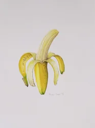 Eine halbgeschälte Banane, 1997