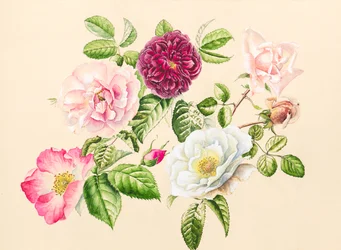 Rosen aus dem Garten
