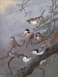 Vogelmix von Allan Brooks