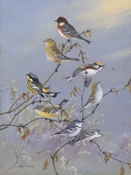 Waldsänger 001 von Allan Brooks