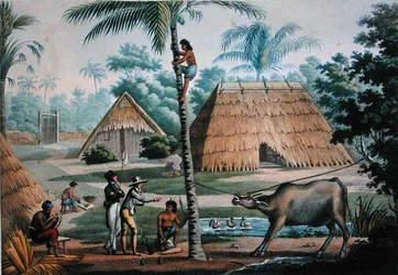 Ansicht der Umgebung von Coupang, Timor, aus 