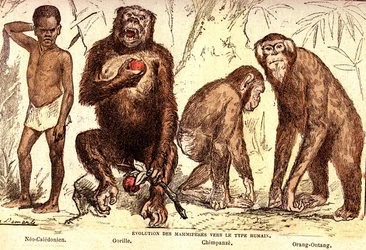 Evolution der Säugetiere zum Menschentyp: Natürliche Schöpfung und Lebewesen (von Jules Rengade). Zeichnung von A. Demarle. 1885