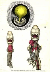 Entwicklung des menschlichen Embryos: Natürliche Schöpfung und Lebewesen (von Jules Rengade)