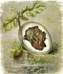 Natur. Ei und Samen: Erster Zustand organisierter Wesen. Natürliche Schöpfung und Lebewesen. (J. Rengade) Zeichnung von A. Demarle. 1885