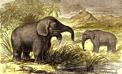 Prähistorie-Miozän: Von rechts nach links: der Dinotherium und der Mastodon. Natürliche Schöpfung und Lebewesen. Zeichnung von A. Demarle. 1885