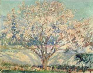 Mandelbaum in Blüte