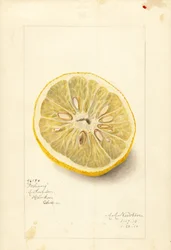 Ichang-Orange (Citrus sinensis)