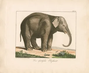 Der Asiatische Elefant