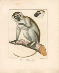 Der Mooraffe
