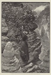 Wild Darrie, von Christie Murray und H Herman