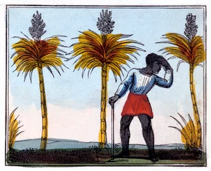 Zuckerrohr schneiden, 1826