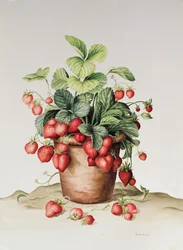 Erdbeeren im Topf, 1998