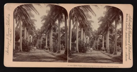 Allee der Königspalmen, Queen