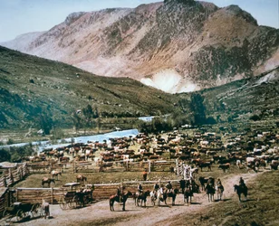 Rinderfarm, Colorado