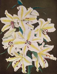 Lilien: Lilium Auratum Platyphyllum