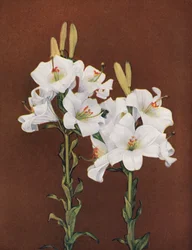 Lilien: Lilium Candidum