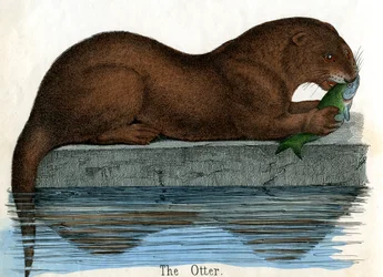 Antiker Druck eines Otters