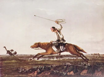 Balling Strauße, reproduziert aus Vidals 