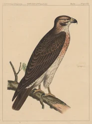 Vögel, Tafel XII, 1855