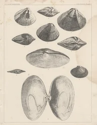 Konchologie Tafel I