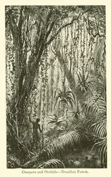 Schlingpflanzen und Orchideen, brasilianischer Wald