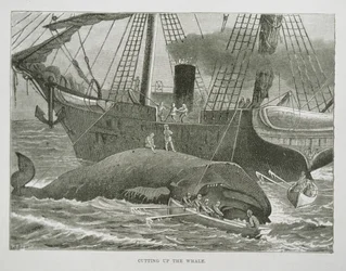 Zerlegen des Wals, aus The American Whale Fishery, ca. 1850