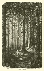 Kiefernwald