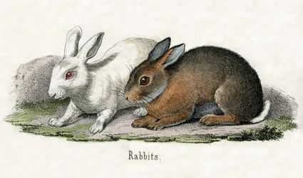 Kaninchen, aus The Natural History of Animals