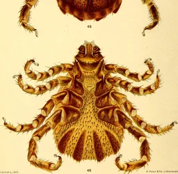 Ventralansicht des männlichen Boophilus Annulatus, Illustration aus "Cattle ticks"
